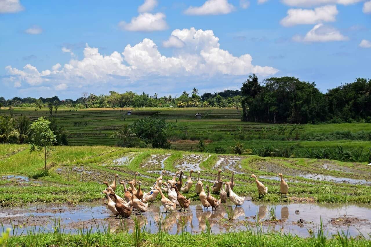 Things to Do in Ubud Bali
