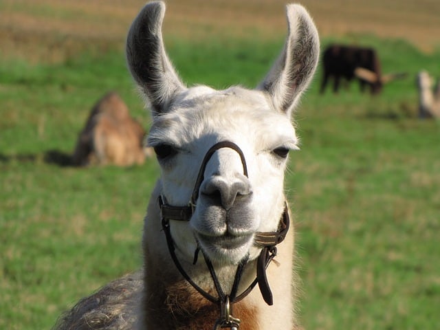 llama in field of cows