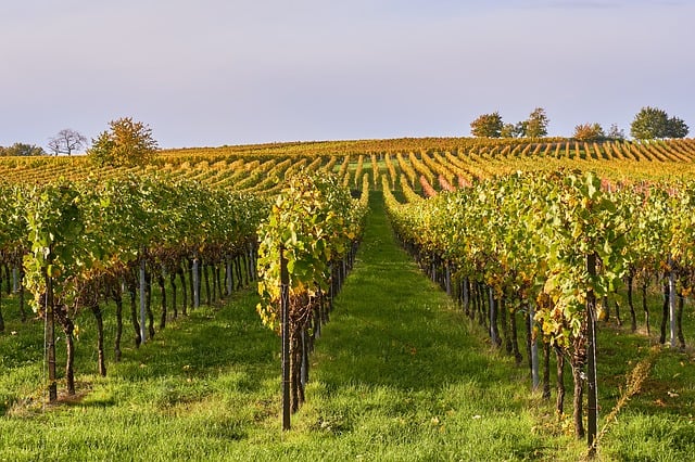 winery vineyards