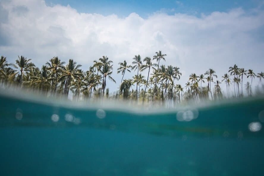 palm trees seen from underwater in Pohnpei 