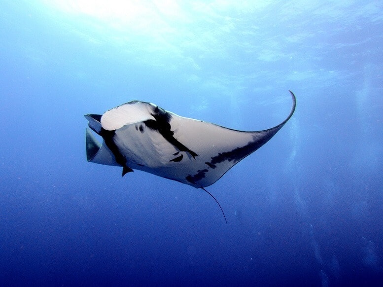 manta ray in blue ocean