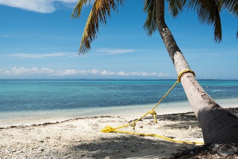 palmetræ på stranden med havet