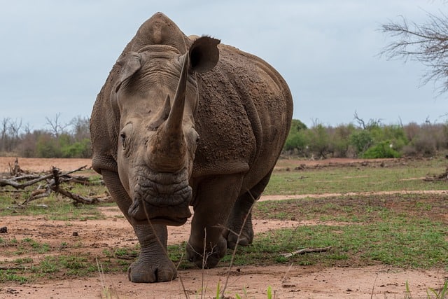 rhino things to do in swaziland