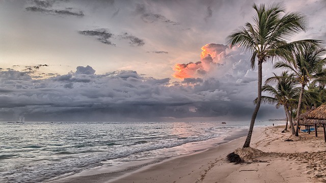 Boca Chica Beach with palm tree