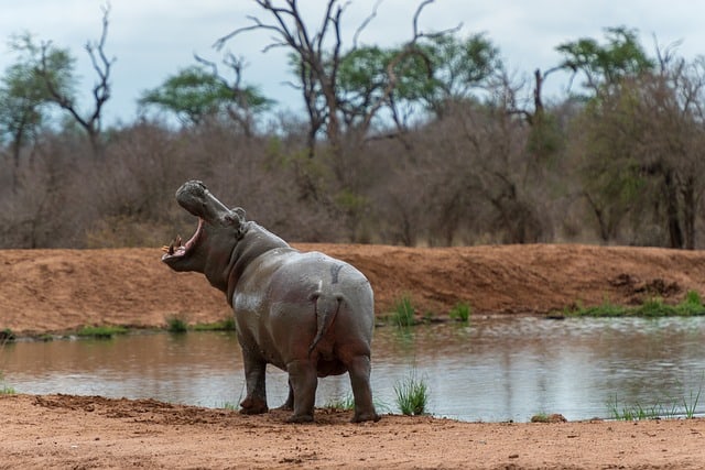 hippo in swaziland