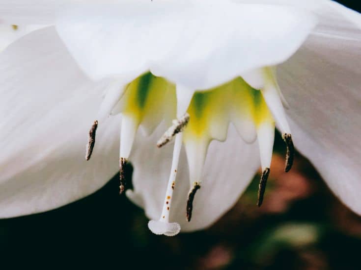 white flower in National Botanical Garden