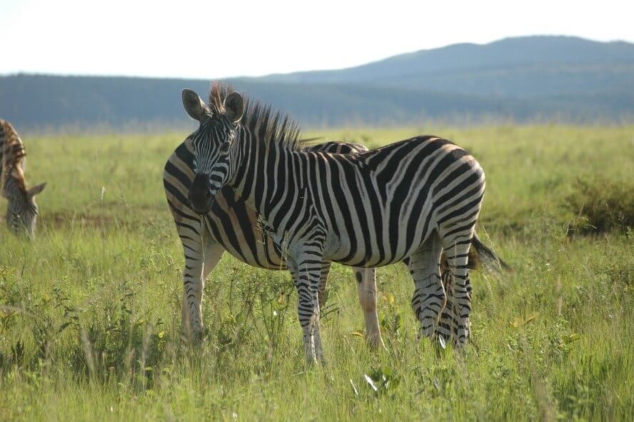 two zebra in Mlilwane Wildlife Sanctuary