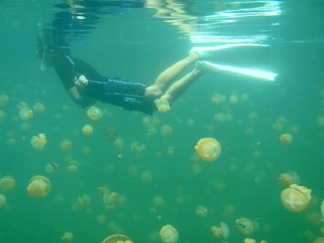 man snorkeling in ocean with jellyfish