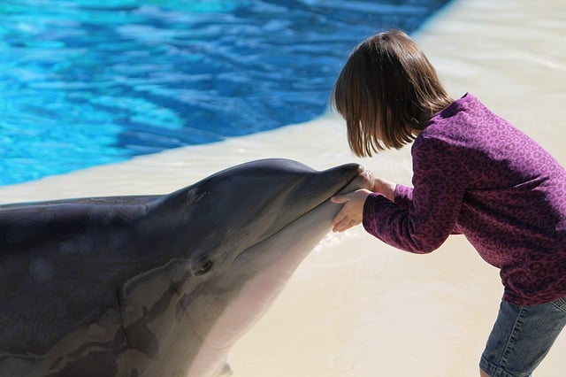 girl touching dolphin