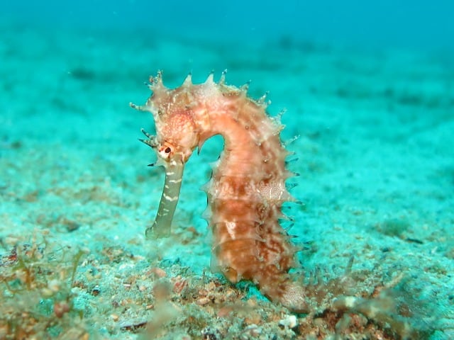 hippocampe dans l'océan