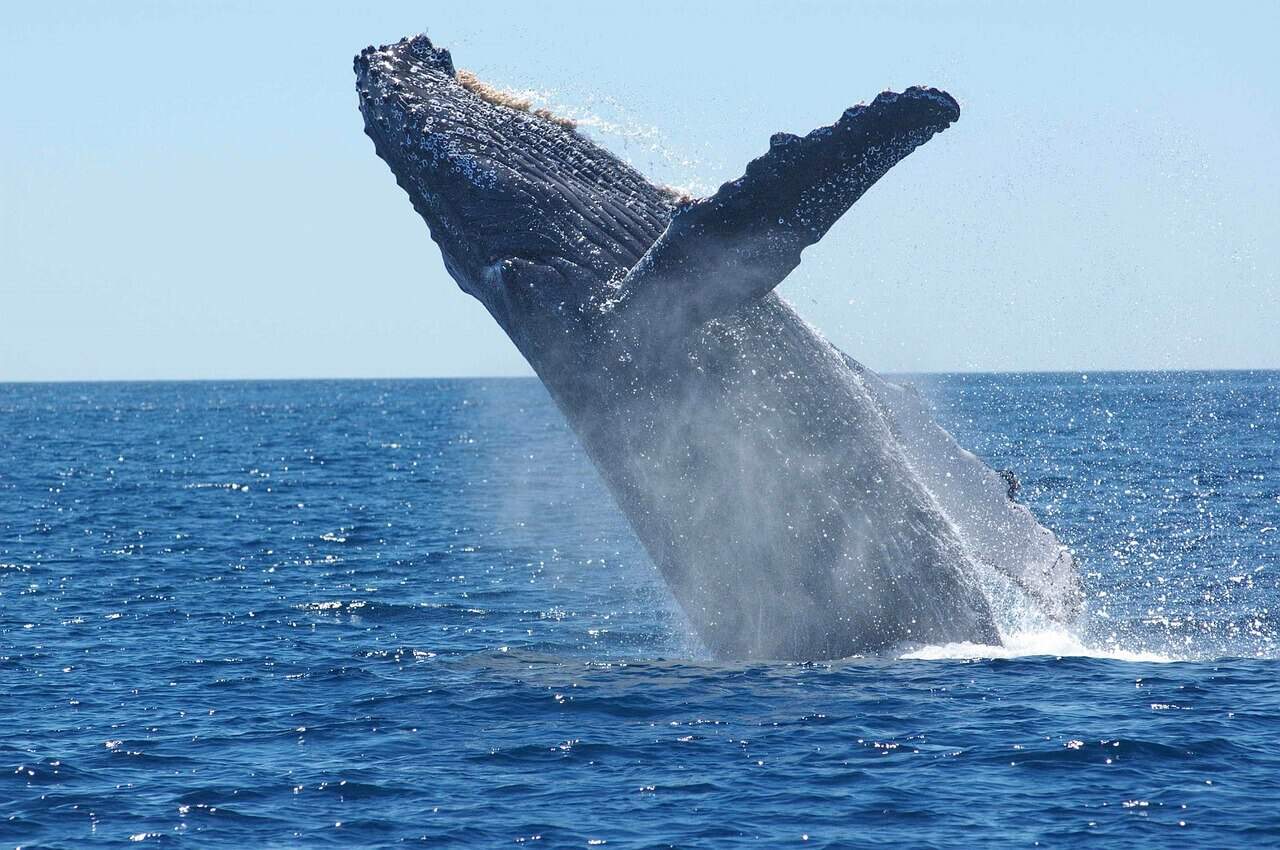 humpback whale breaching from ocean