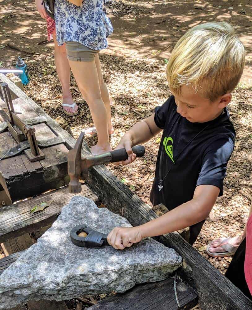 boy smashing Macadamia Nut with hammer