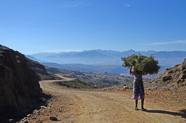 woman carrying firewood on dirt road