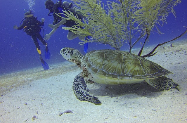 two scuba divers with turtle in Kihei Maui
