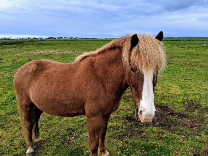 horse in Iceland on a Budget