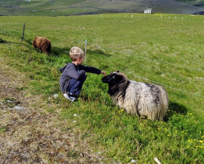 boy petting sheep