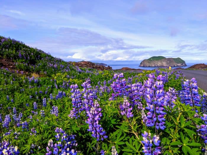 purple wildflowers