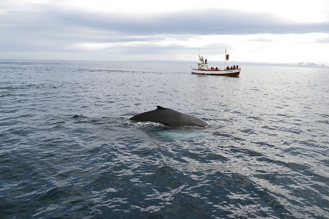 whale and boat in ocean